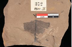Foto (Detailansicht) von Phragmites oeningensis Braun (NHMW-GEO-2024-0188-0372)